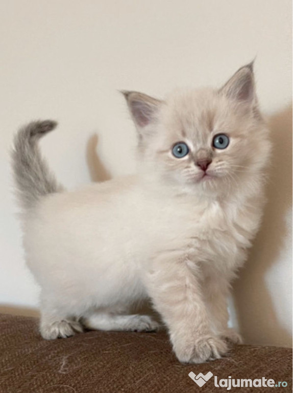 Ragdoll băieței și fetițe
