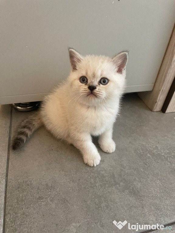 British shorthair pui