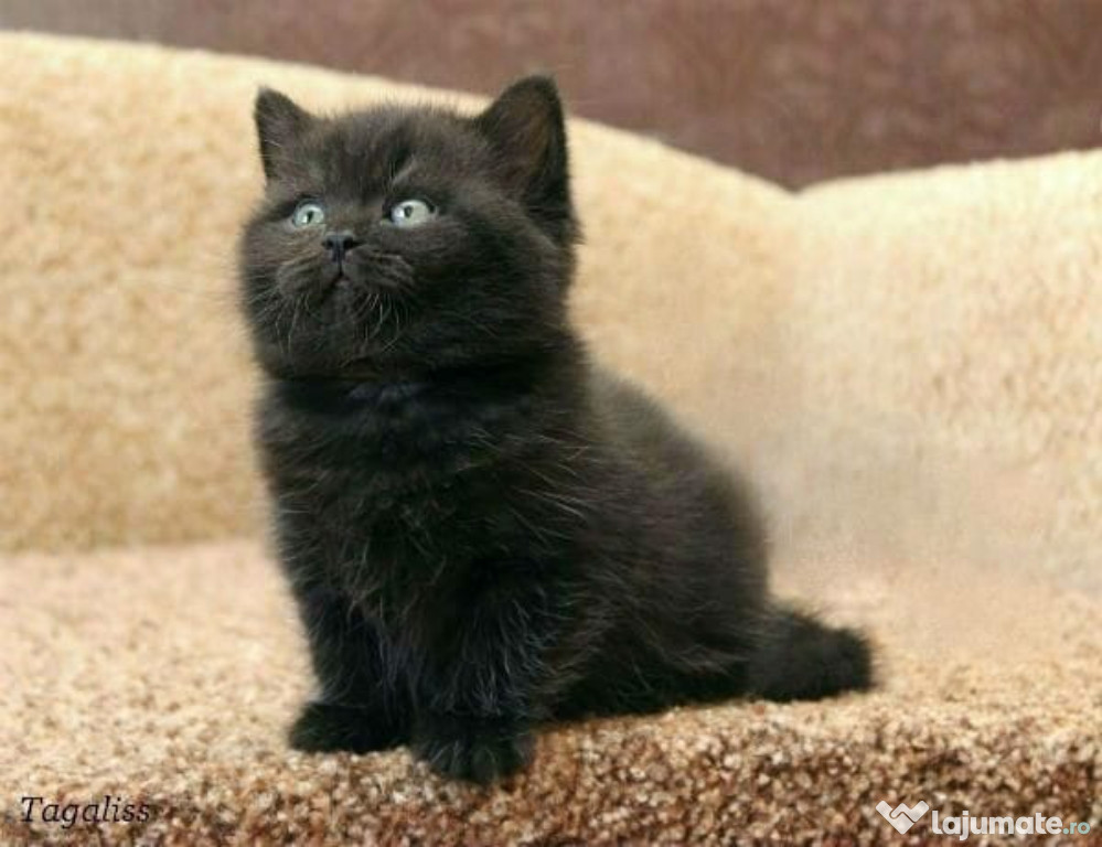 British Black rasă pură