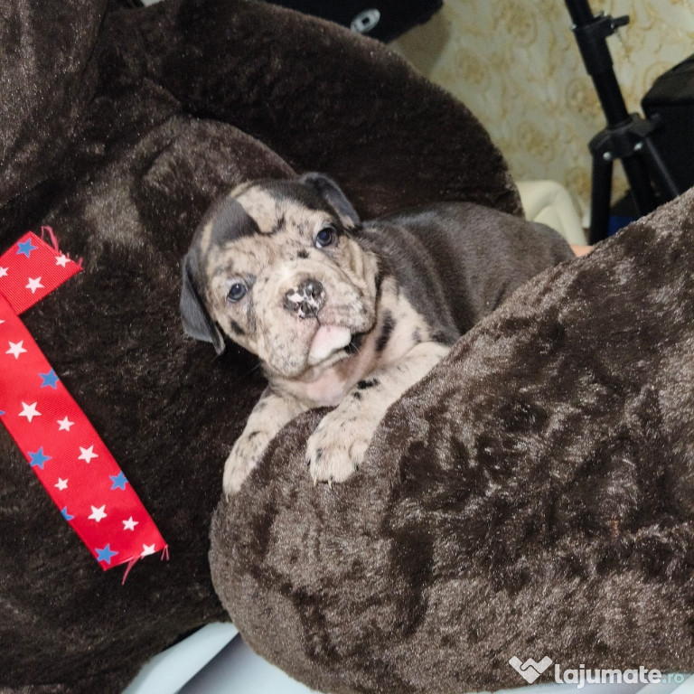 American Bully în căutare de căsuță nouă!!❤️