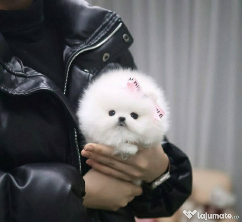 Pomeranian BOO mini toy!Cadoul Ideal pt cei dragi