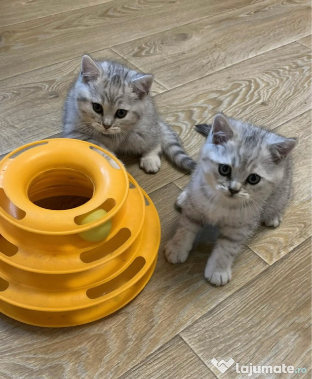 British shorthair pui