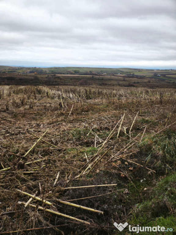 Teren intravilan, 5000mp, Siret