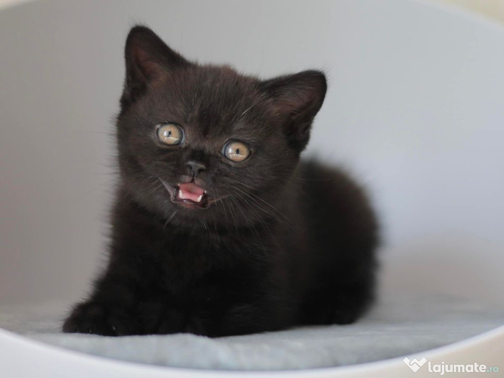 British shorthair pui