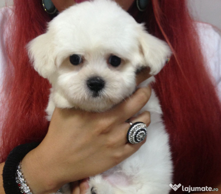 Bichon Maltez talie mică – 2 luni, mascul, pedigree, microcipat