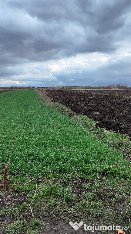 Teren Horodnic de Jos