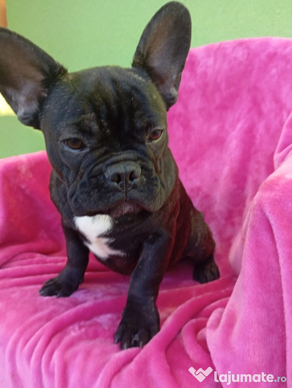 Vând bulldog francez