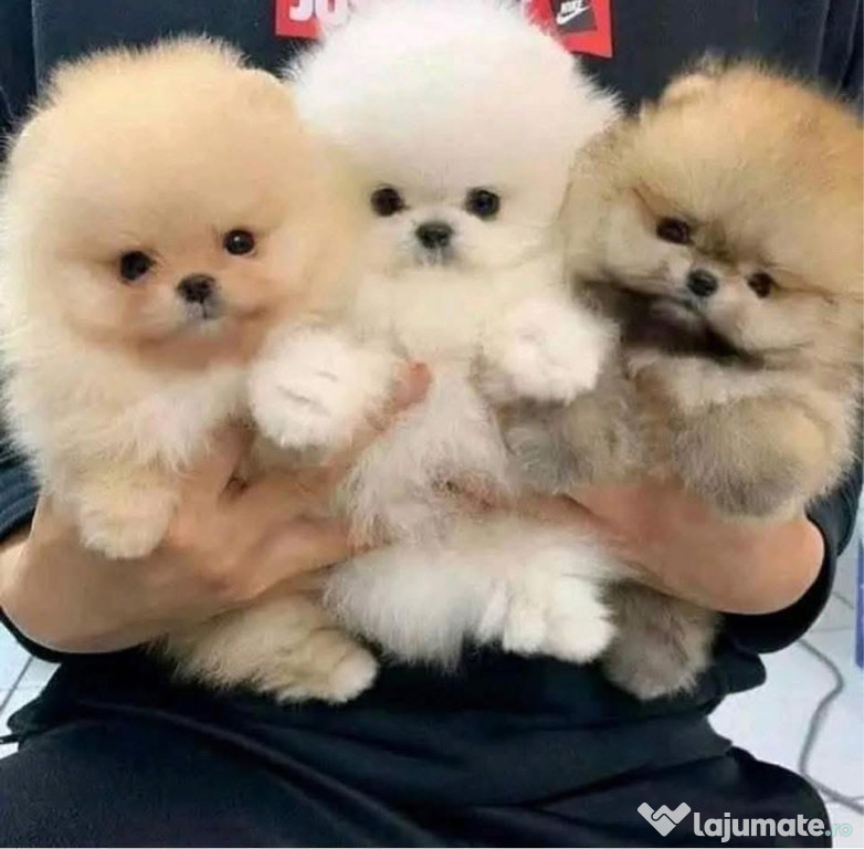 Pomeranian mini toy