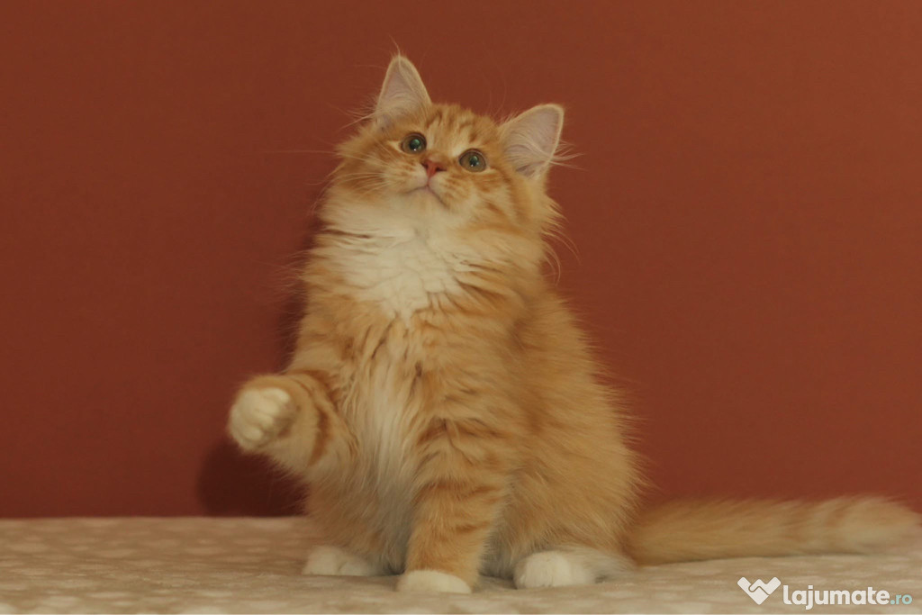 Siberiană de pădure puiuți