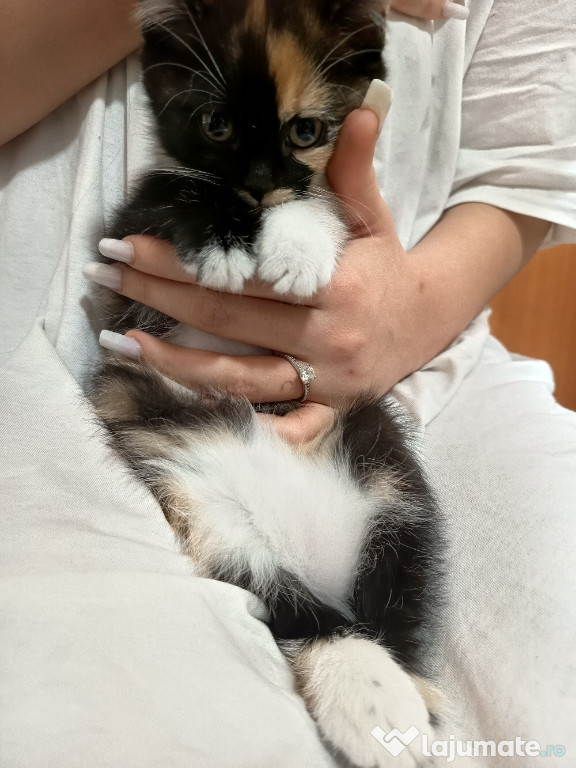 Vindem pisicuța foarte jucăușă are 2 luni, rugăm seriozitate
