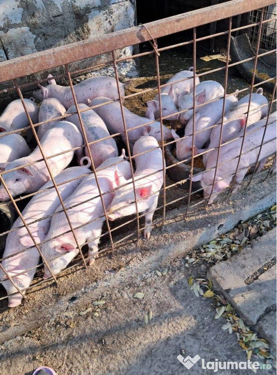 Purceii din rasa landrace