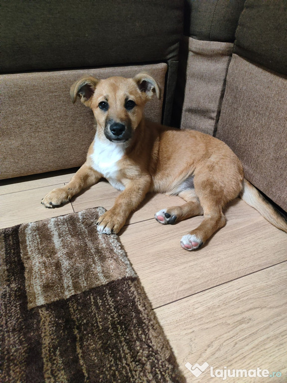 Donez Cățelușă! (2-3 Luni!)