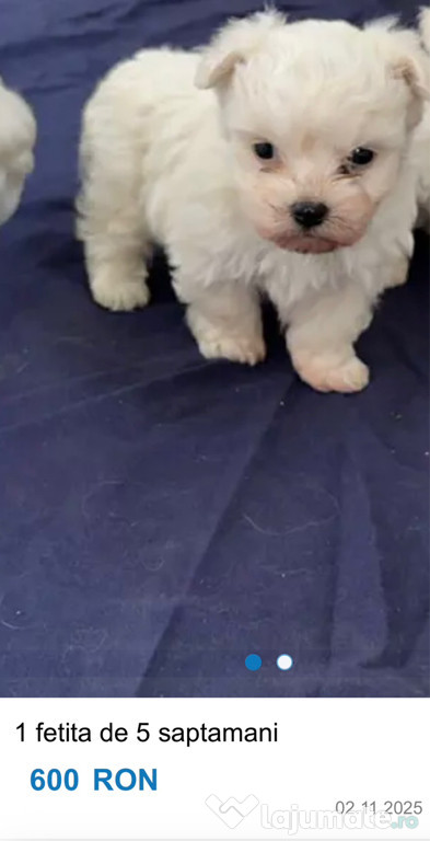 Bichon maltez 3 fete