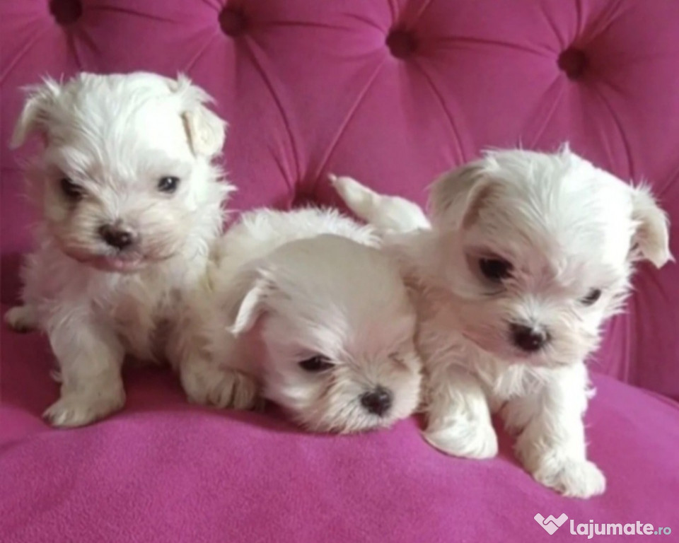 Bichoni maltez minytoy