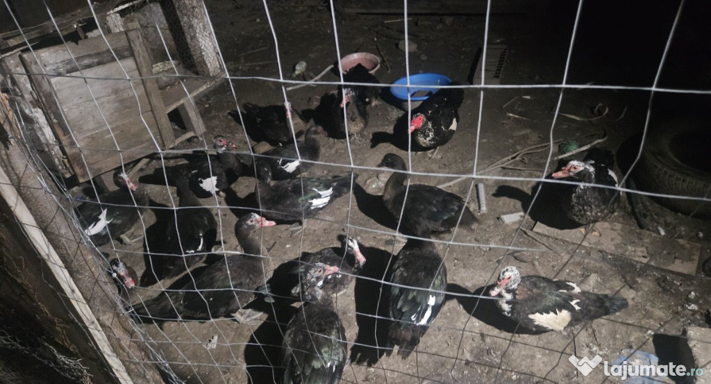 Vând Rațe și Rătoi