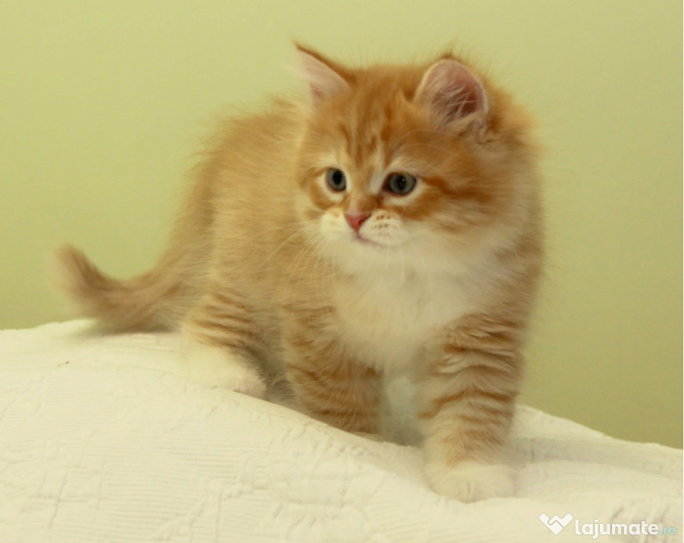 Siberiană de pădure