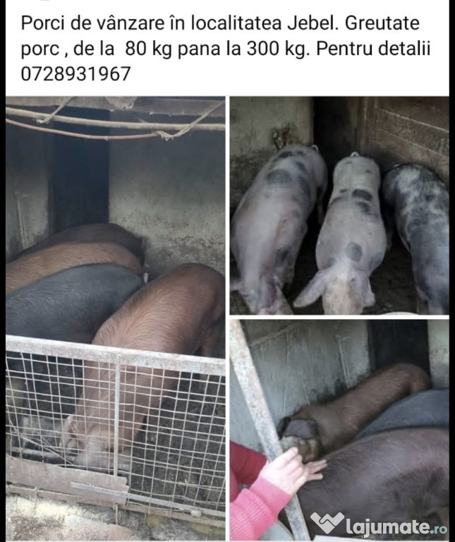 Animale sau carcasa,jud Timis