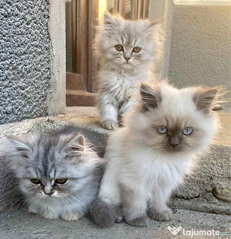 Pui Pisica Persană Silver Gray