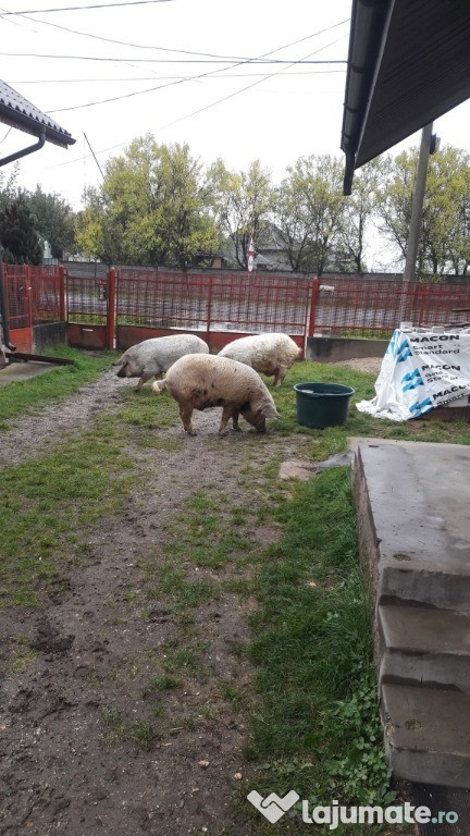 Porci mangalița de vanzare
