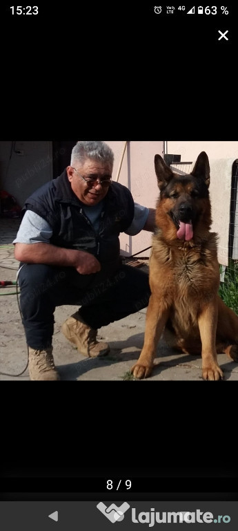 Dresaj de câini profesional