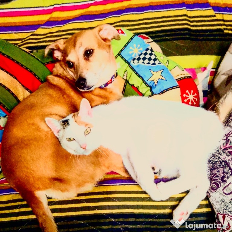 Ingrijitoare pisici și câini, cu experiență veterinară/ Vet Petsitter