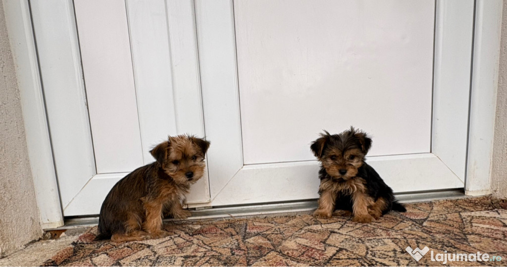 Cadou perfect pentru “Moș Nicolae “