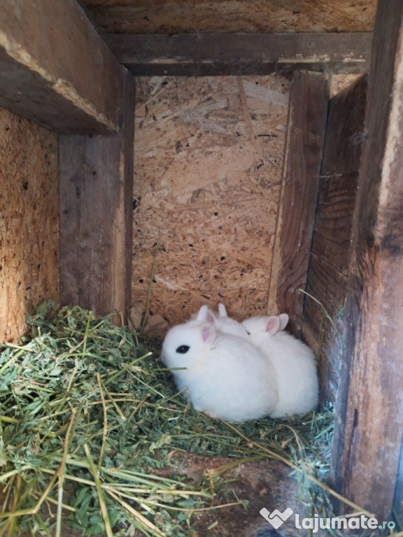 Iepurasi pitici Hotot