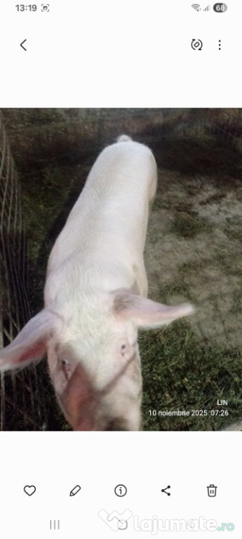 Vând porci de carne crescuți cu cereale