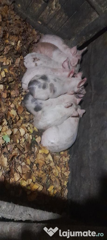 Vând porci 4 luni