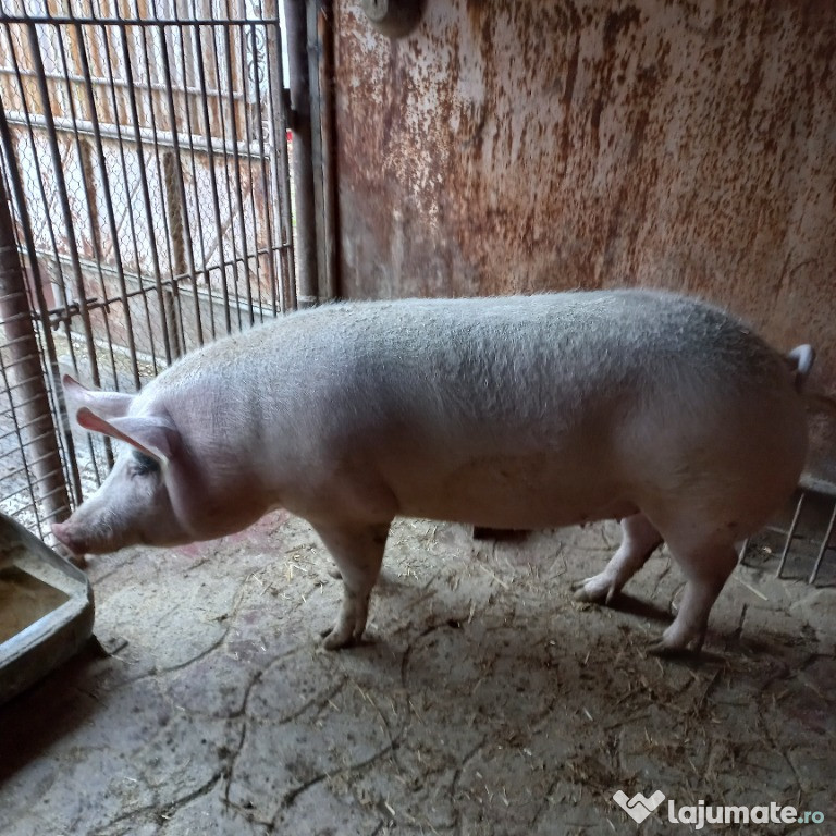 Porc de vânzare crescut la curte