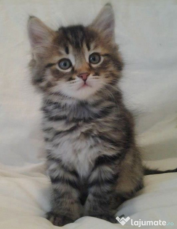 Siberiană de pădure