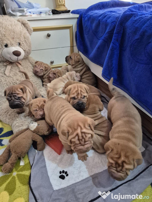 Shar pei cu pedigree