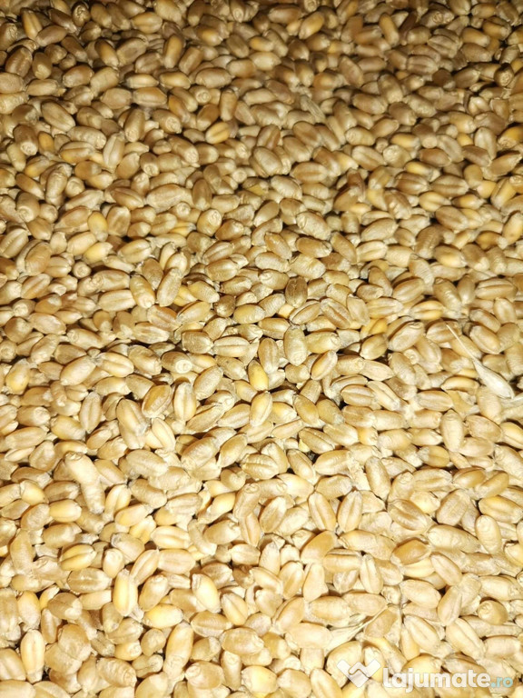 Vând Grâu de toamnã