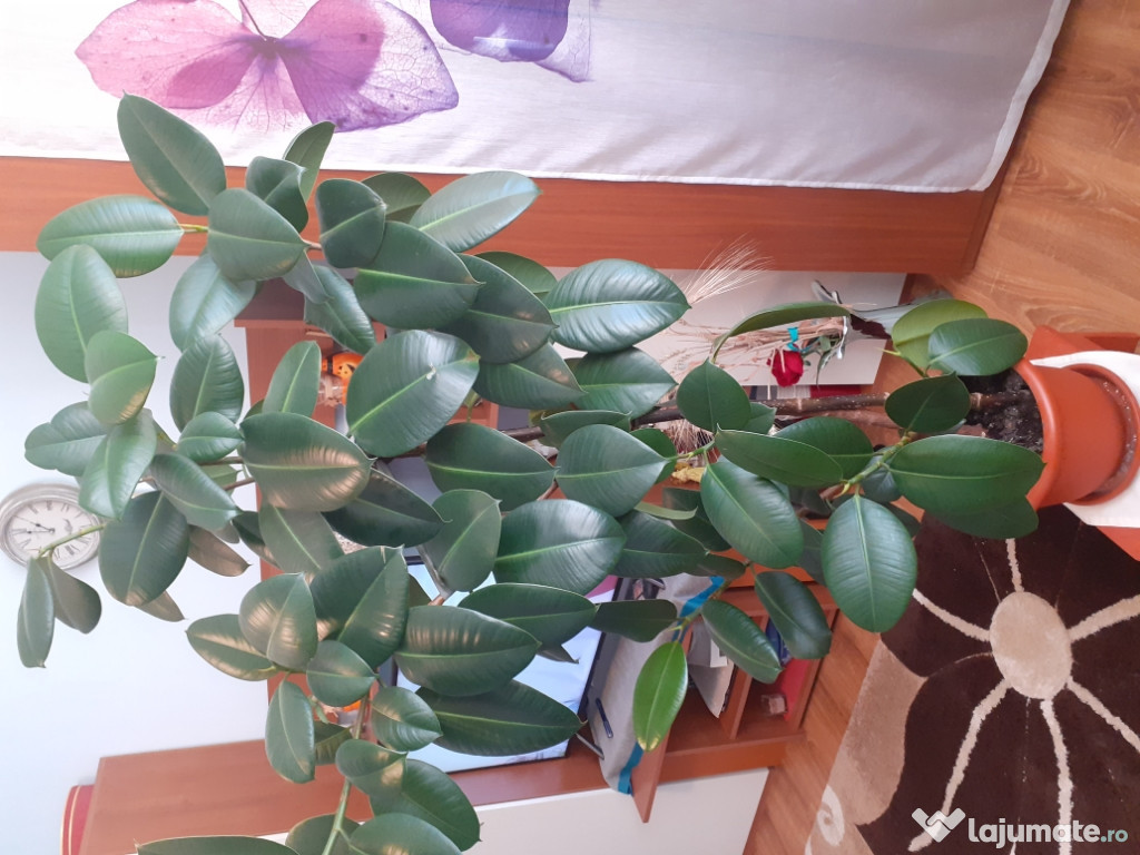 Vând plantă ficus