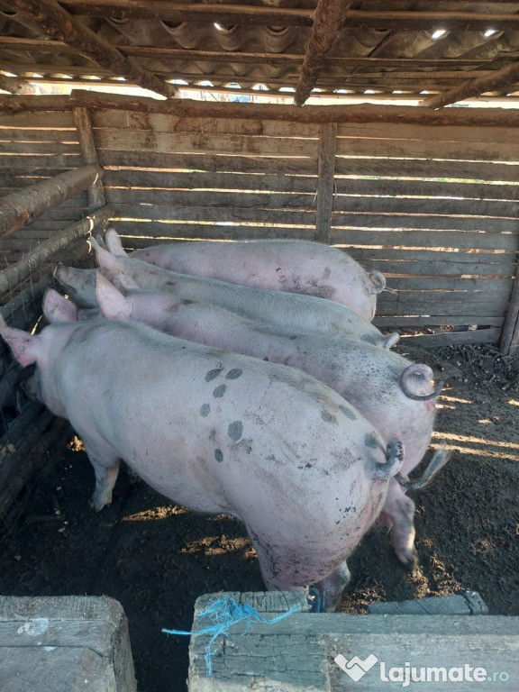 Vând 3 porci 170-200kg