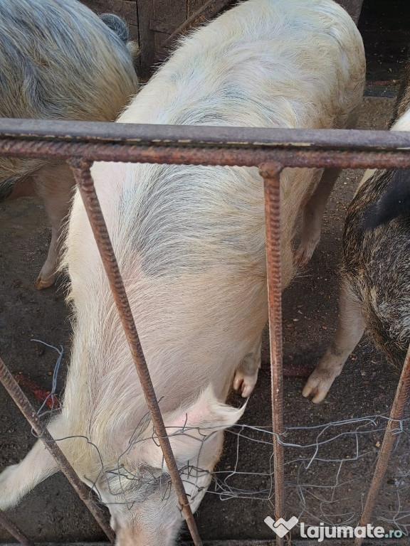Scroafa albă de vânzare.