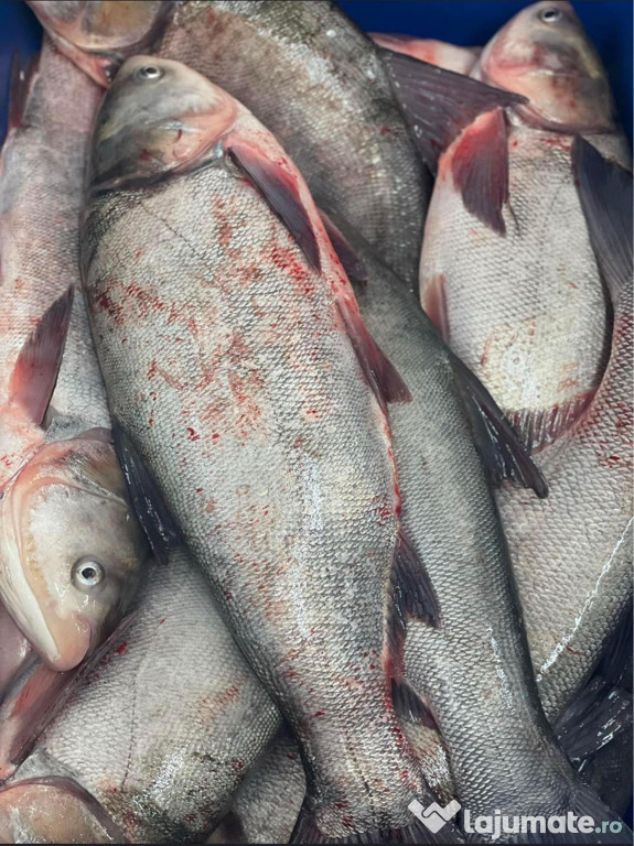 Peste din categoria Fitofag ,Novac, Crap