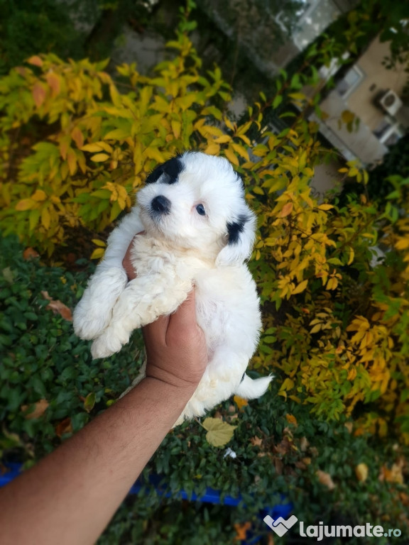 Shih tzu mini toy