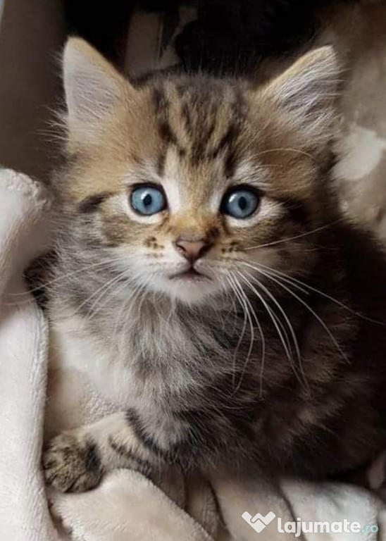 Norvegian de pădure