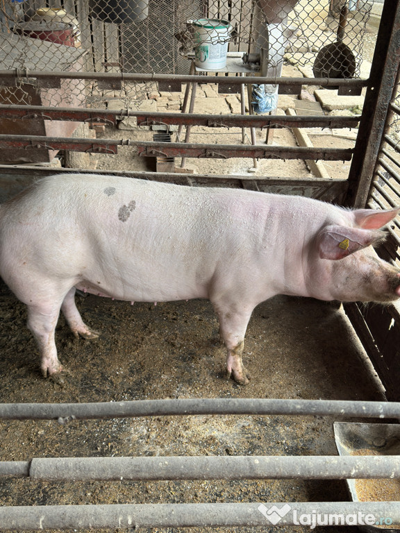 Vând purcea pentru Crăciun