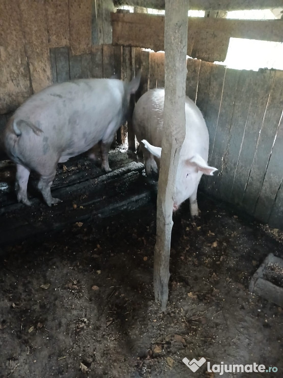 Vând porci de carne