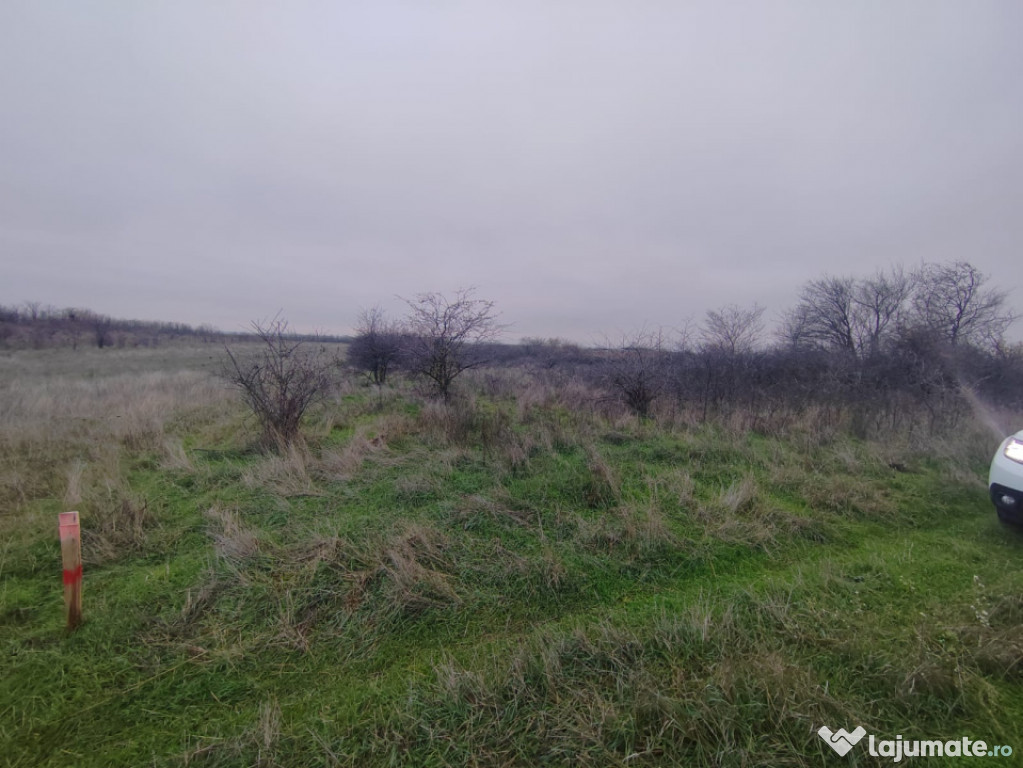 Teren extravilan Carcea - 2500 mp