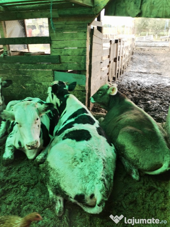 Vând 3 vitei în vârstă de 1 an