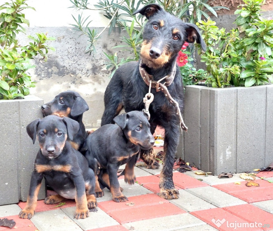 Pui Jagdterrier 8 saptamani