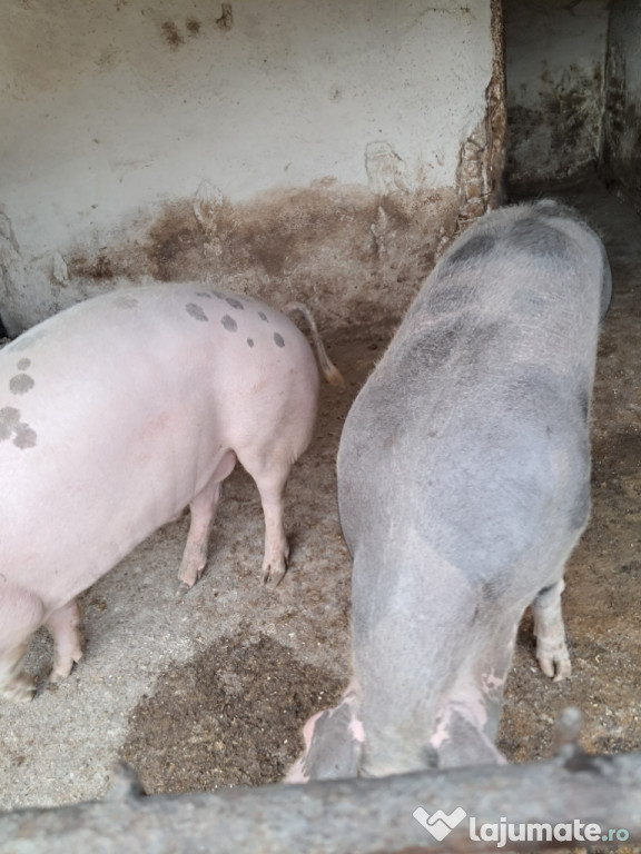 Porc gras de tăiat in biled nr 71strada mesteacan