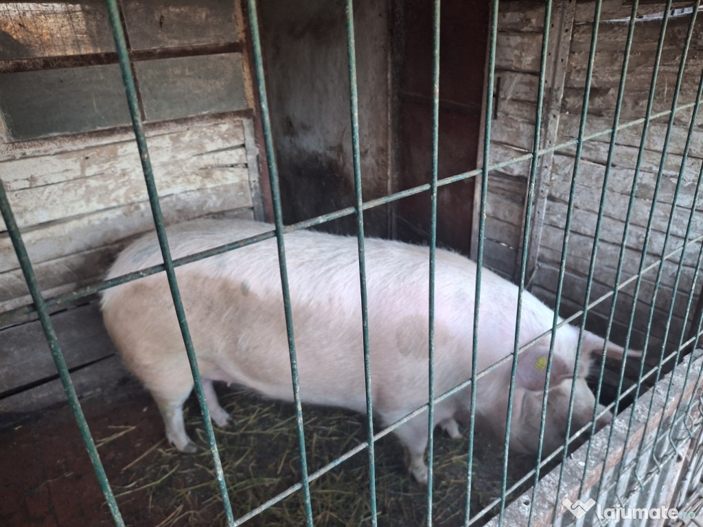 Vand porc .Femela nefatata
