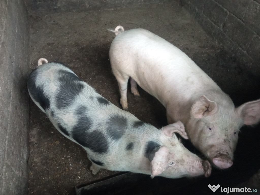 Vand porci 100-120 kg