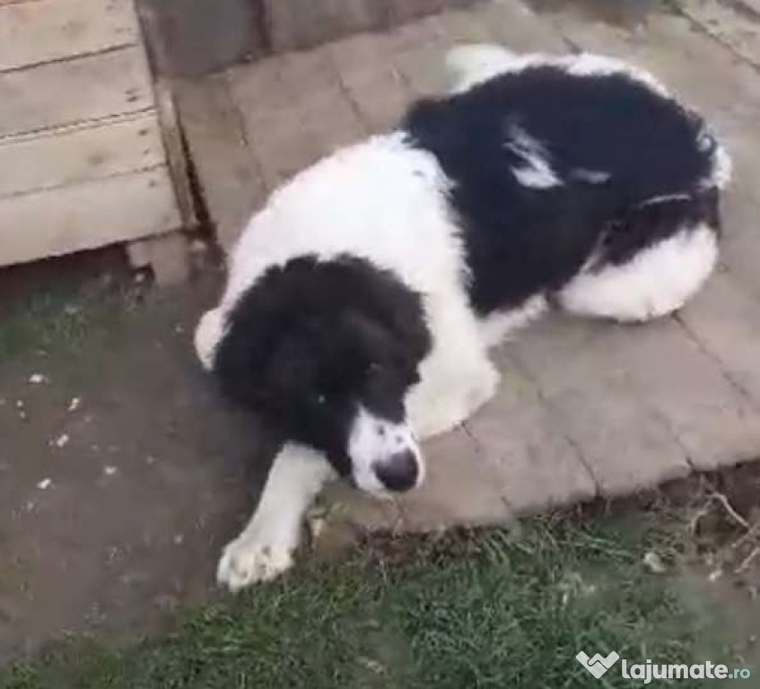 Ciobanesc de Bucovina