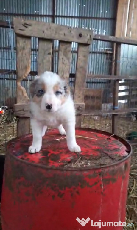 Vând pui Border Collie