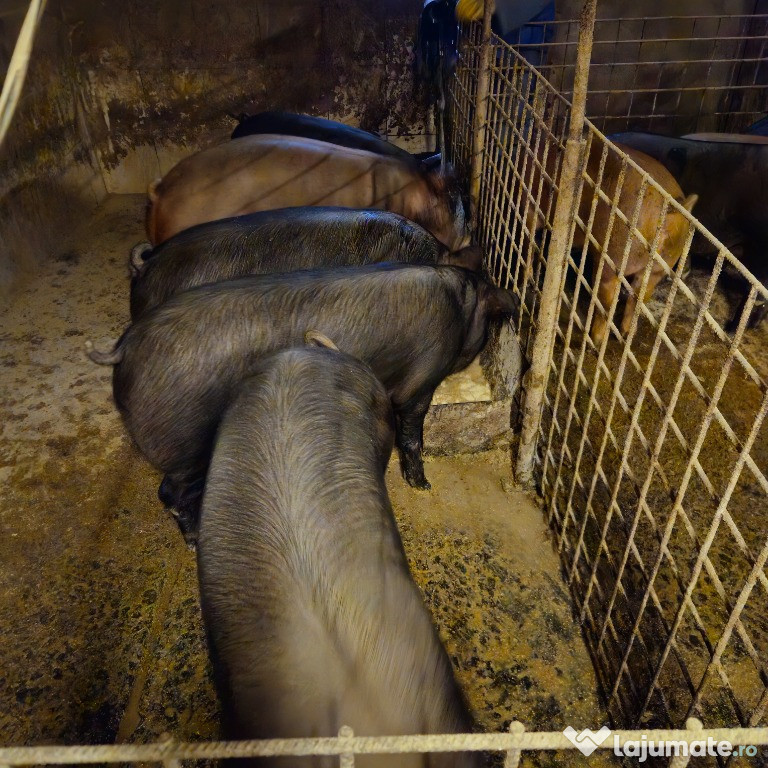 Porci pentru sacrificat